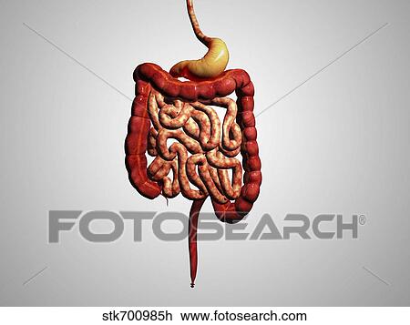 Drawing - Front view of human digestive system.. Fotosearch