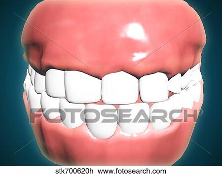 Drawing - Front view of human mouth with teeth and gums.. Fotosearch