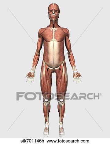 Drawing - Front view of human muscular system.. Fotosearch