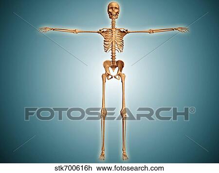 Drawing - Front view of human skeletal system.. Fotosearch