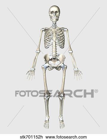 Front view of human skeletal system. View Large Illustration Drawing - Front view of human skeletal system.. Fotosearch