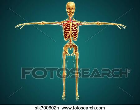 Front view of human skeleton with nervous system, arteries and veins. View Large Illustration Drawing - Front view of human skeleton with nervous system, arteries and veins.. Fotosearch