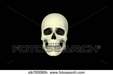 Drawing - Front view of human skull.. Fotosearch
