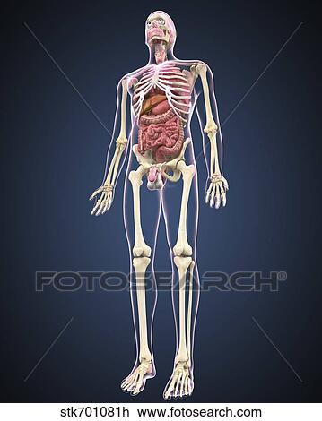 Full length view of male human body with organs. View Large Illustration Drawing - Full length view of male human body with organs.. Fotosearch