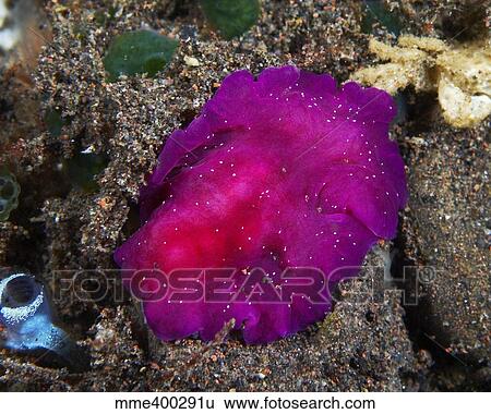 Stock Photograph - Fuschia pink flatworm with white dots, Bali, Indonesia.. Fotosearch