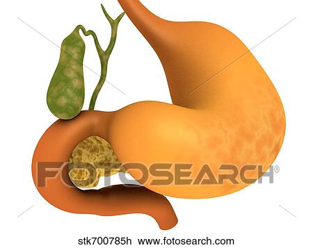 Drawing - Gall bladder with stomach.. Fotosearch