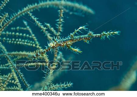 Ghost pipefish amongst yellow black coral, Komodo, Indonesia. View Large Photo Image Stock Photograph - Ghost pipefish amongst yellow black coral, Komodo, Indonesia.. Fotosearch