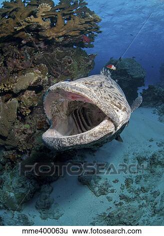 Stock Photograph - Giant Grouper, Great Barrier Reef, Queensland, Australia.. Fotosearch