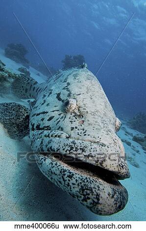 Giant Grouper, Great Barrier Reef, Queensland, Australia. View Large Photo Image Stock Photograph - Giant Grouper, Great Barrier Reef, Queensland, Australia.. Fotosearch