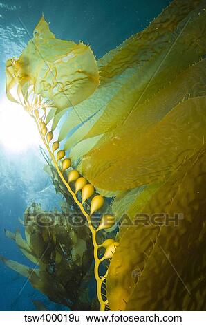 Giant Kelp, Catalina Island, California. View Large Photo Image Stock Photograph - Giant Kelp, Catalina Island, California.. Fotosearch