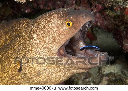 Stock Photograph - Giant moray eel and cleaner wrasse, Maldives.. Fotosearch