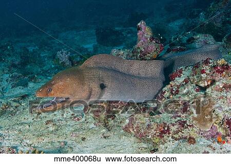 Stock Photograph - Giant moray eel swimming out of its hole on the reef, Maldives.. Fotosearch