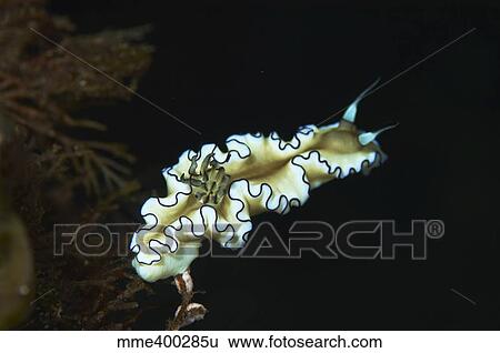 Stock Photograph - Glossodoris atromarginata nudibranch, Bali, Indonesia.. Fotosearch