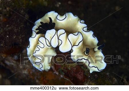 Stock Photograph - Glossodoris atromarginata nudibranch, Bali, Indonesia.. Fotosearch