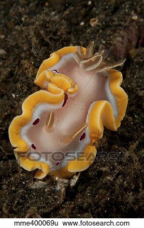 Stock Photograph - Glossodoris cruenta nudibranch, North Sulawesi, Indonesia.. Fotosearch