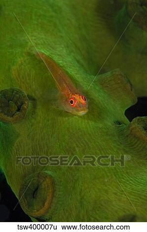 Goby on a coral, Australia. View Large Photo Image Stock Photograph - Goby on a coral, Australia.. Fotosearch