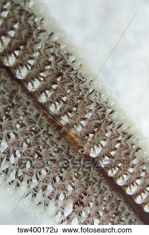 Goby on a sea pen, Indonesia. View Large Photo Image Stock Photograph - Goby on a sea pen, Indonesia.. Fotosearch