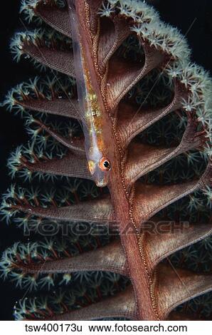 Goby on a sea pen, Indonesia. View Large Photo Image Stock Photograph - Goby on a sea pen, Indonesia.. Fotosearch