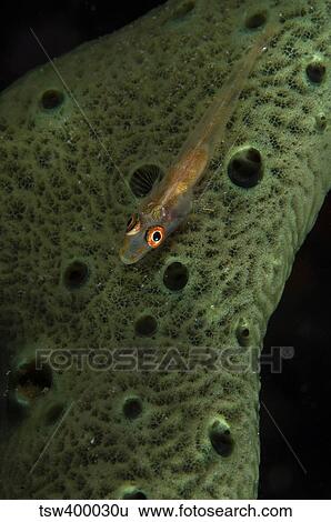 Goby on a sponge, Fiji. View Large Photo Image Stock Photograph - Goby on a sponge, Fiji.. Fotosearch