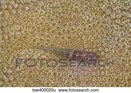 Stock Photograph - Goby on coral, Australia.. Fotosearch