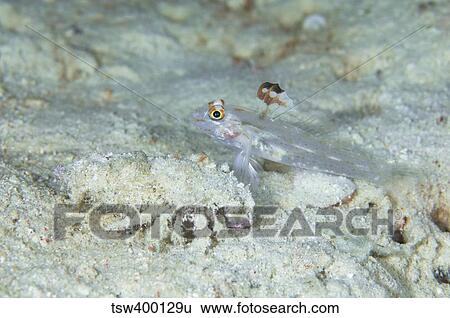 Goby with a hermit crab, Australia. View Large Photo Image Stock Photograph - Goby with a hermit crab, Australia.. Fotosearch