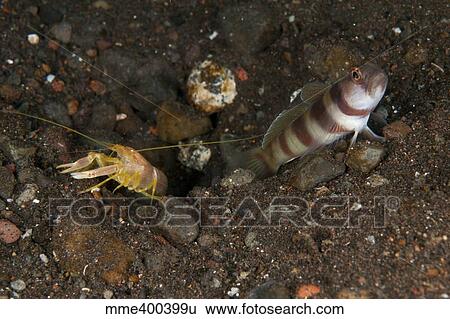 Goby with commensal blind shrimp, Bali, Indonesia. View Large Photo Image Stock Photograph - Goby with commensal blind shrimp, Bali, Indonesia.. Fotosearch