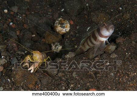 Stock Photograph - Goby with commensal blind shrimp, Bali, Indonesia.. Fotosearch