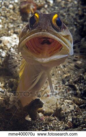 Gold-speck jawfish mouth wide open, North Sulawesi, Indonesia. View Large Photo Image Stock Photograph - Gold-speck jawfish mouth wide open, North Sulawesi, Indonesia.. Fotosearch