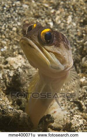 Gold-speck jawfish pouting, North Sulawesi, Indonesia. View Large Photo Image Stock Photograph - Gold-speck jawfish pouting, North Sulawesi, Indonesia.. Fotosearch