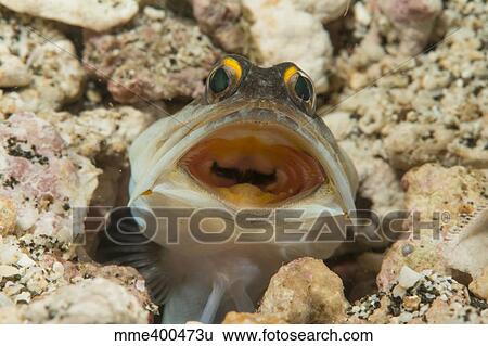 Stock Photograph - Gold-specs Jawfish in its hole with mouth open, Philippines.. Fotosearch