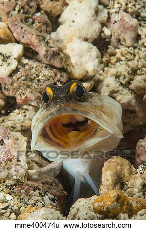 Gold-specs Jawfish in its hole with mouth open, Philippines. View Large Photo Image Stock Photograph - Gold-specs Jawfish in its hole with mouth open, Philippines.. Fotosearch
