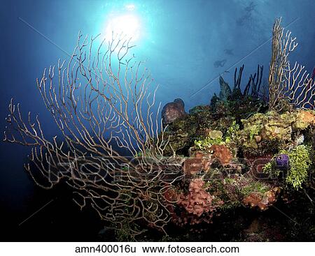 Gorgonian Sea Fans on Cayman's North Wall, Grand Cayman. View Large Photo Image Stock Photograph - Gorgonian Sea Fans on Cayman's North Wall, Grand Cayman.. Fotosearch
