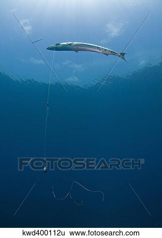 Stock Photograph - Great Barracuda hooked with fishing line in Atlantic Ocean.. Fotosearch