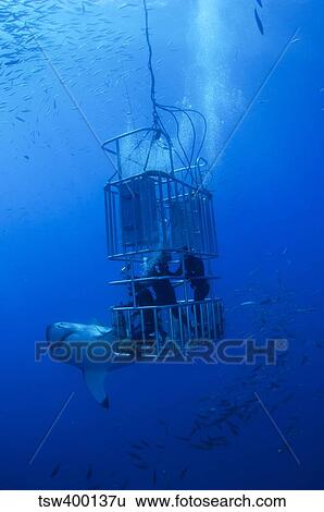 Great White Shark and divers, Guadalupe Island, Mexico. View Large Photo Image Stock Photograph - Great White Shark and divers, Guadalupe Island, Mexico.. Fotosearch