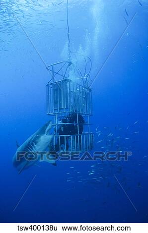 Great White Shark and divers, Guadalupe Island, Mexico. View Large Photo Image Stock Photograph - Great White Shark and divers, Guadalupe Island, Mexico.. Fotosearch