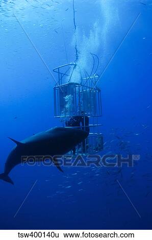 Great white shark and divers, Guadalupe Island, Mexico. View Large Photo Image Stock Photograph - Great white shark and divers, Guadalupe Island, Mexico.. Fotosearch