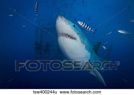 Great white shark and pilot fish, Guadalupe Island, Mexico. View Large Photo Image Stock Photograph - Great white shark and pilot fish, Guadalupe Island, Mexico.. Fotosearch