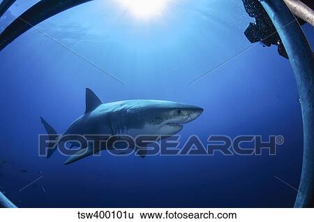 Great white shark, Guadalupe Island, Mexico. View Large Photo Image Stock Photograph - Great white shark, Guadalupe Island, Mexico.. Fotosearch