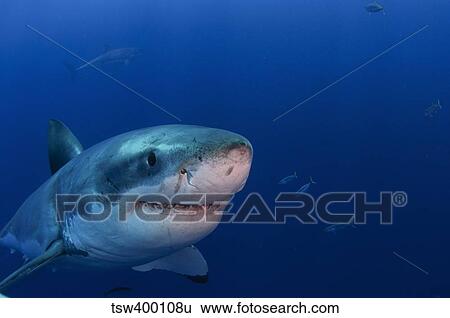 Great white shark, Guadalupe Island, Mexico. View Large Photo Image Stock Photograph - Great white shark, Guadalupe Island, Mexico.. Fotosearch