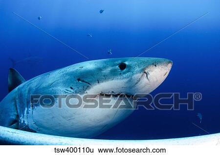 Great white shark, Guadalupe Island, Mexico. View Large Photo Image Stock Photograph - Great white shark, Guadalupe Island, Mexico.. Fotosearch