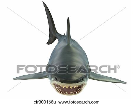 Great white shark illustration, front view. View Large Illustration Stock Illustration - Great white shark illustration, front view.. Fotosearch