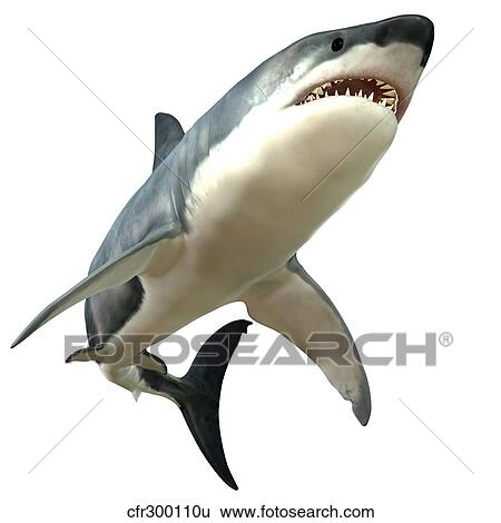 Great White Shark View Large Illustration Stock Illustration - Great White Shark. Fotosearch