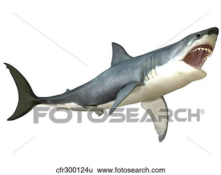 Great White Shark View Large Illustration Stock Illustration - Great White Shark. Fotosearch