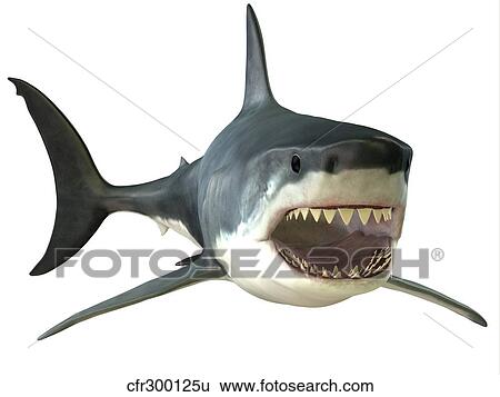 Great White Shark View Large Illustration Stock Illustration - Great White Shark. Fotosearch