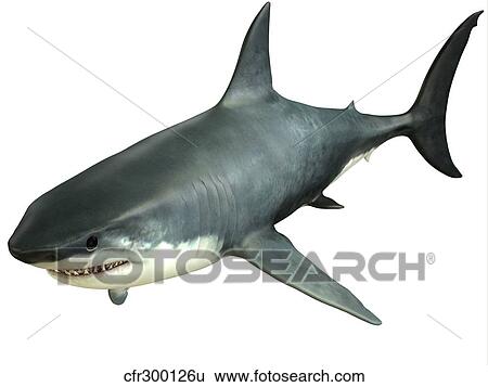 Great White Shark View Large Illustration Stock Illustration - Great White Shark. Fotosearch