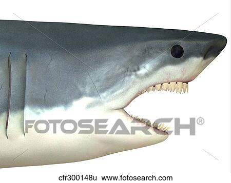 Stock Illustration - Great White Shark. Fotosearch