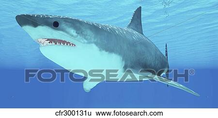 Stock Illustration - Great White Shark swimming underwater.. Fotosearch