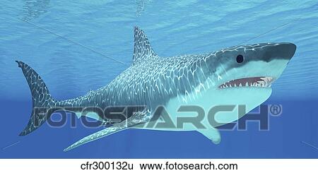 Stock Illustration - Great White Shark swimming underwater.. Fotosearch