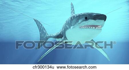 Great White Shark swimming underwater. View Large Illustration Stock Illustration - Great White Shark swimming underwater.. Fotosearch