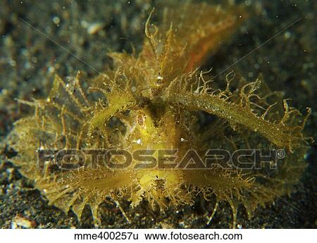 Green ambon scorpionfish, North Sulawesi. View Large Photo Image Stock Photograph - Green ambon scorpionfish, North Sulawesi.. Fotosearch